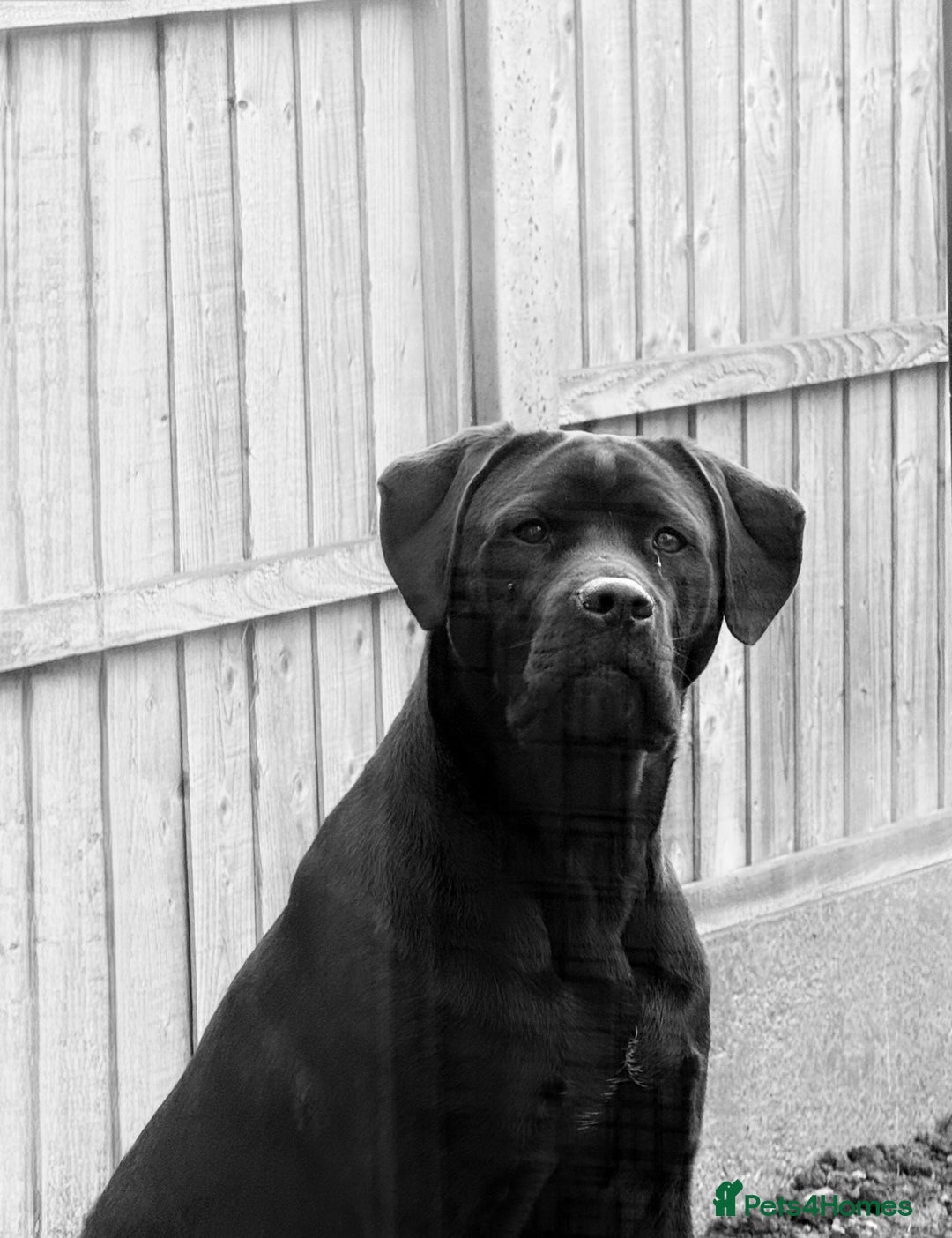 Mixed Breed dogs for sale: 8 month old male cane corso for new loving home - Advert 18