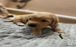 Golden Retriever dogs for sale: Pure bred Golden Retriever puppies - Image 38