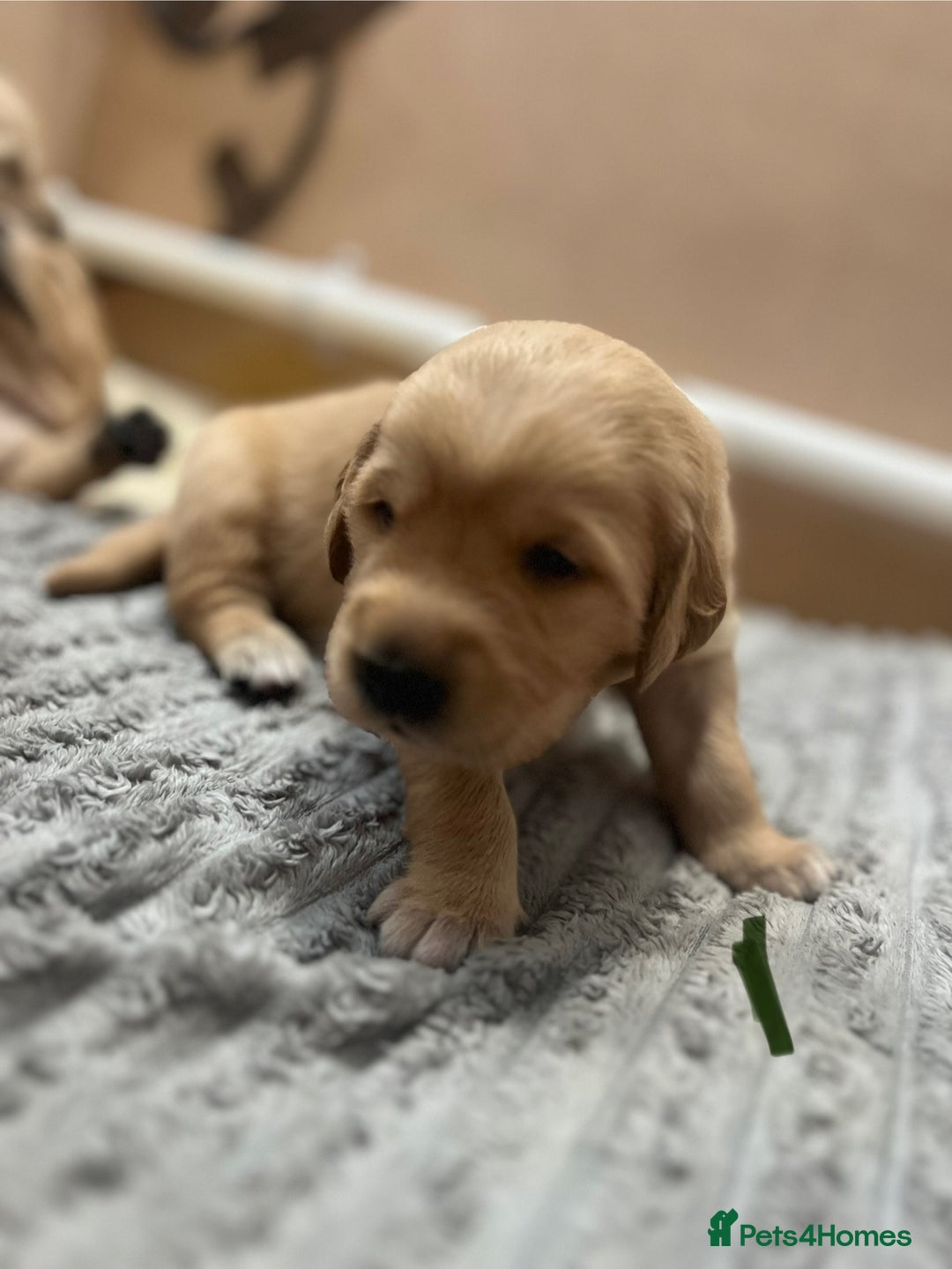 Golden Retriever dogs for sale: Pure bred Golden Retriever puppies - Image 38