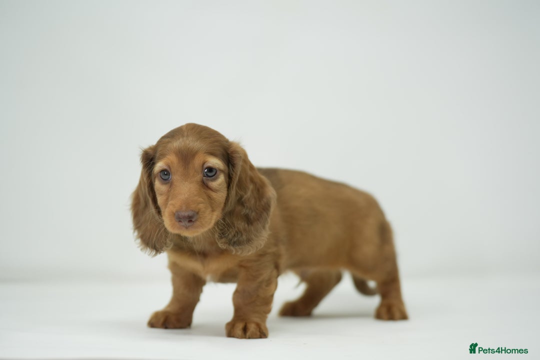 Dachshund dogs for sale: Long haired miniature dachshunds  - Image 9
