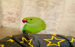 Ringnecks birds for sale: Hand Tamed/Untamed Gorgeous Ringneck for sale - Image 5