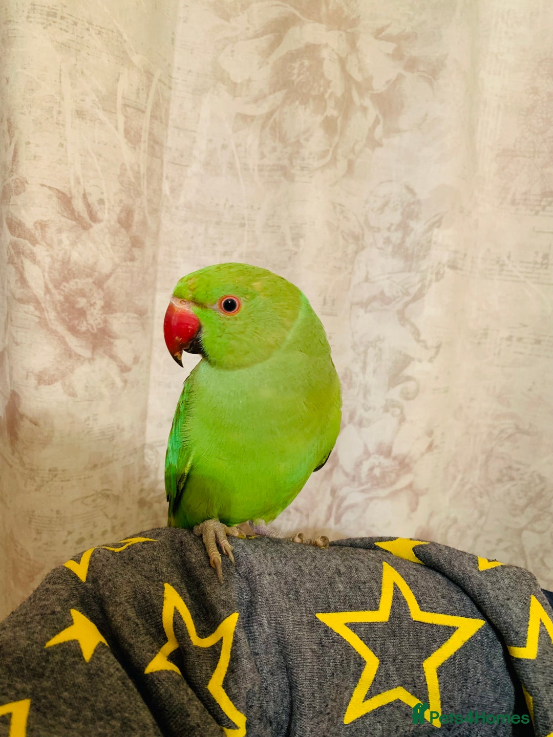 Ringnecks birds for sale: Hand Tamed/Untamed Gorgeous Ringneck for sale - Image 5