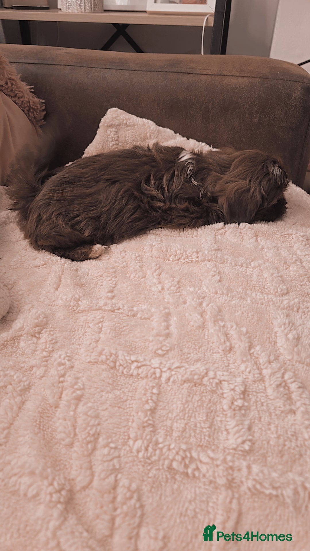 Shih Tzu dogs for sale: Shih tzu puppies - Advert 3