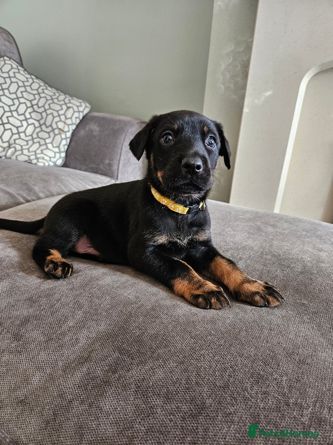 Mixed Breed dogs for sale: Beautiful black German shepherd x doberman  - Advert 23