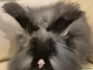 Angora rabbits Beautiful Angora Female - Advert 19