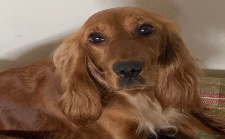 Cocker Spaniel dogs - Advert 16