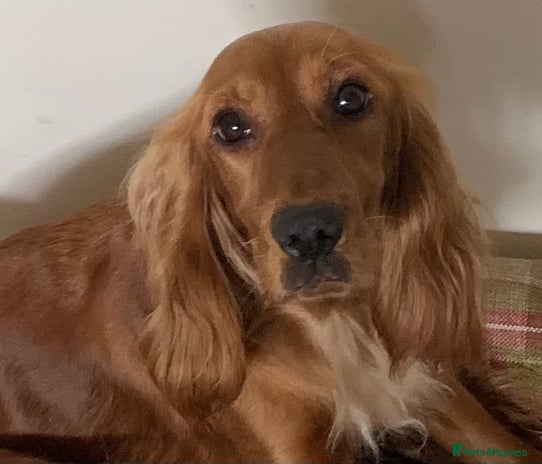 Cocker Spaniel dogs - Advert 16