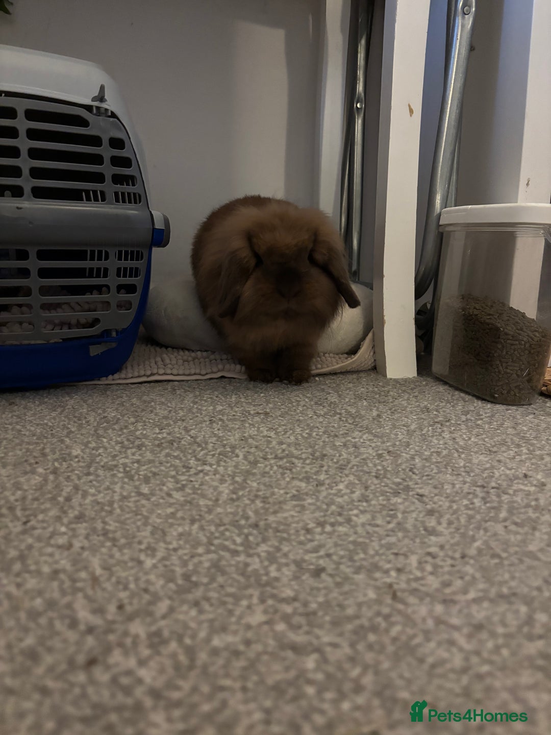 Lionhead rabbits for sale: PUMPKIN⭐️ - Advert 7