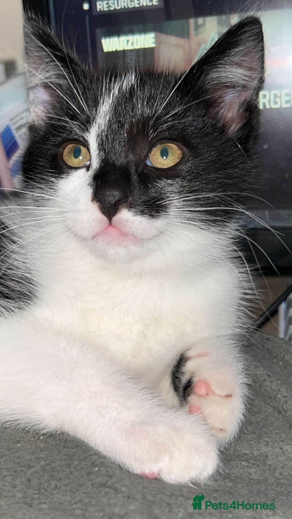 Mixed Breed cats Loving Cat Mogley - Advert 9