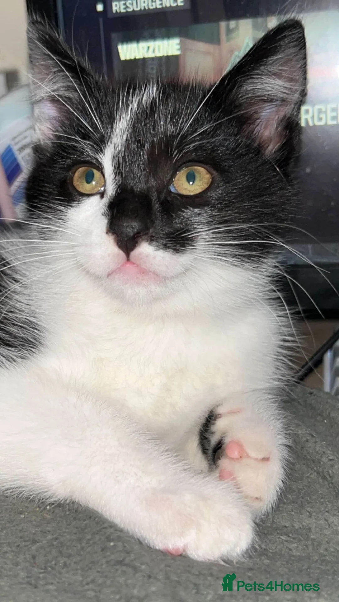 Mixed Breed cats for sale: Loving Cat Mogley in Bingley - Advert 1