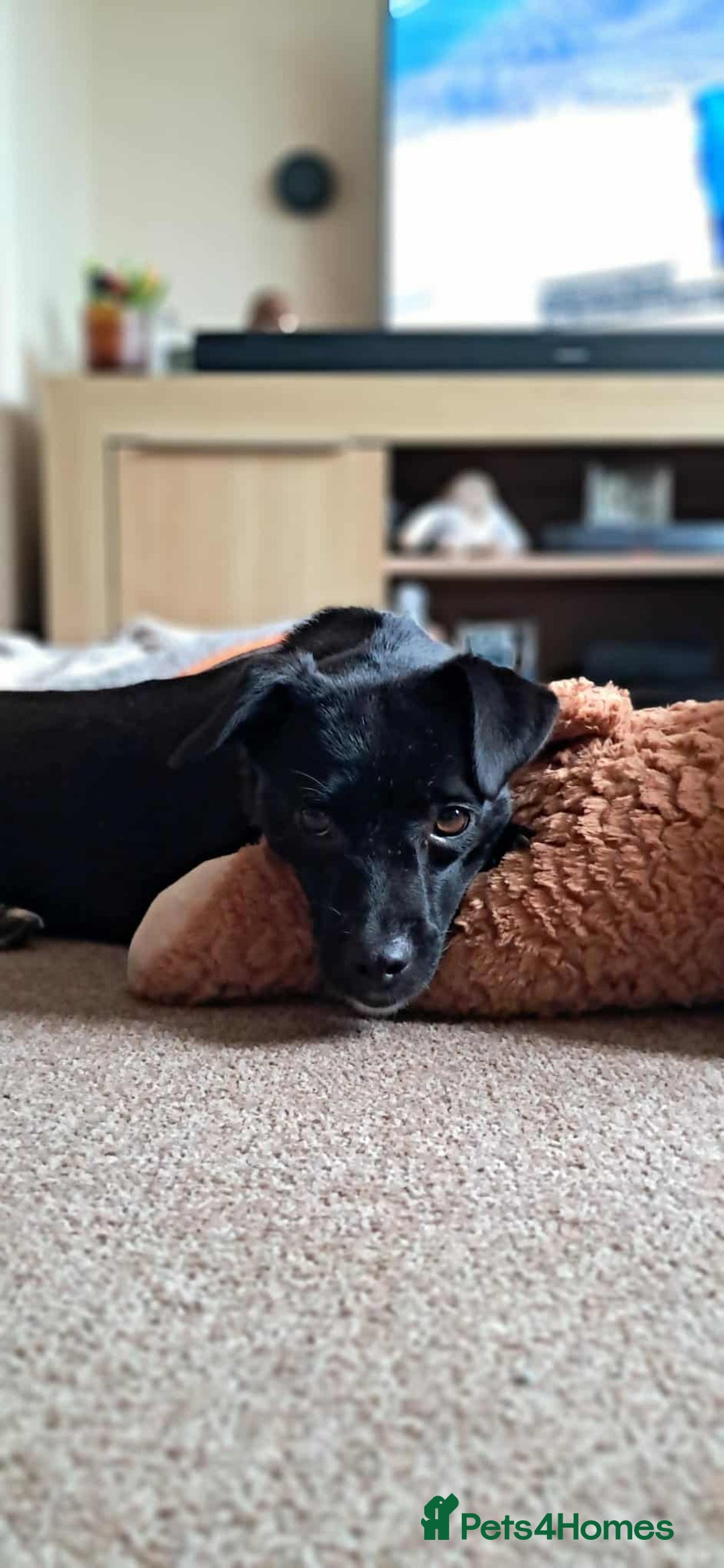 Mixed Breed dogs for adoption: Little Lucky - Image 7