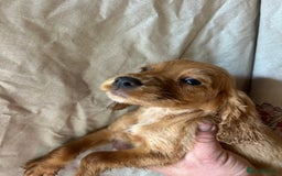 Cocker Spaniel dogs for sale: Gorgeous working Cocker Spaniel puppies - Image 6