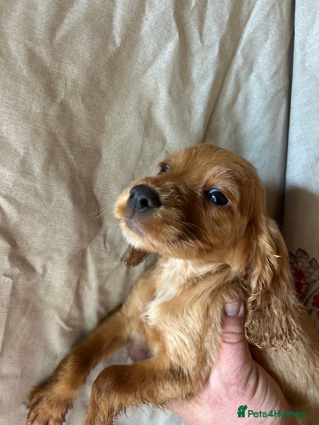 Cocker Spaniel dogs for sale: Gorgeous working Cocker Spaniel puppies - Image 6