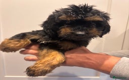 Irish Doodle dogs for sale: REDUCED F1 Miniature Irish Doodle - Image 14
