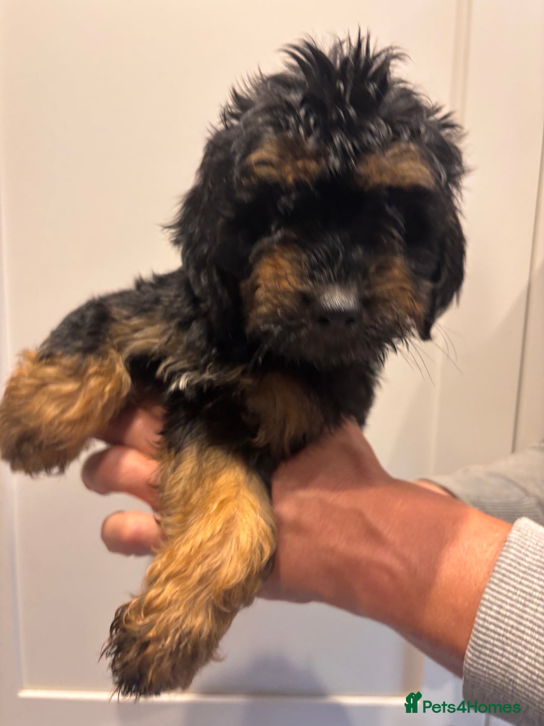 Irish Doodle dogs for sale: REDUCED F1 Miniature Irish Doodle - Image 14