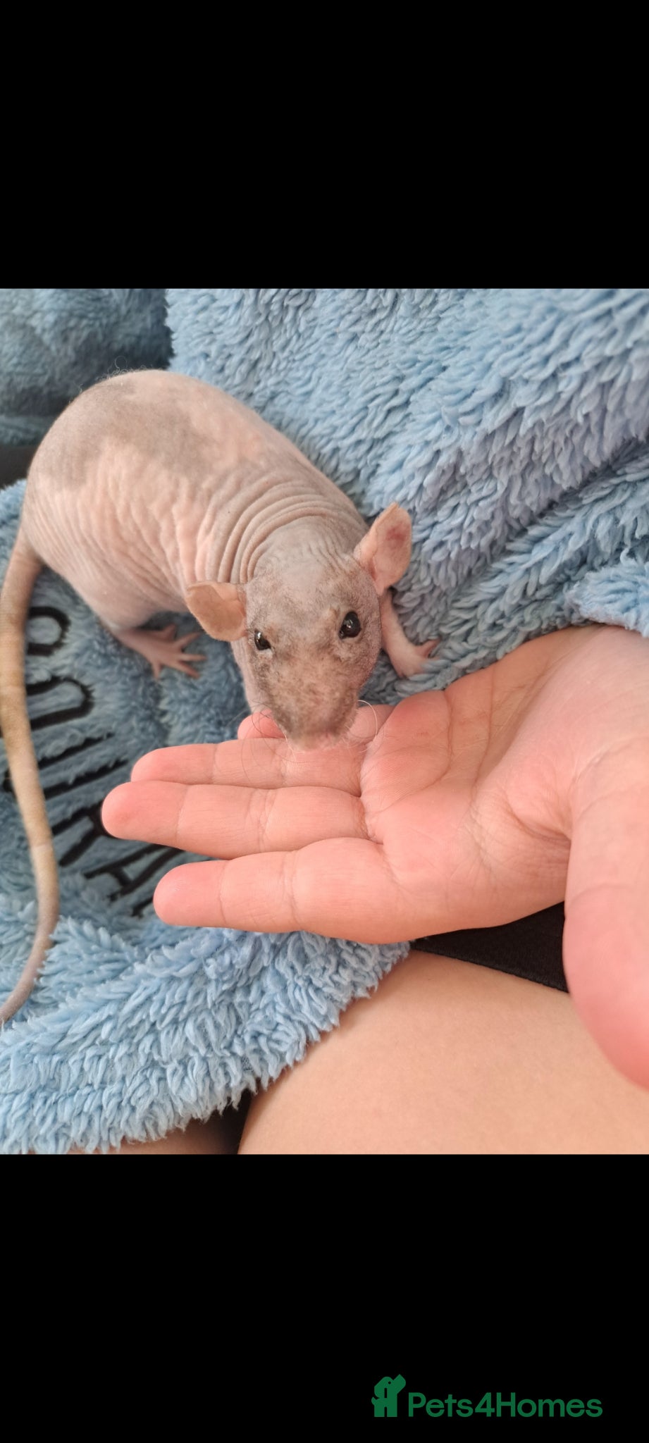 Rat rodents Bald fancy rats - Advert 6