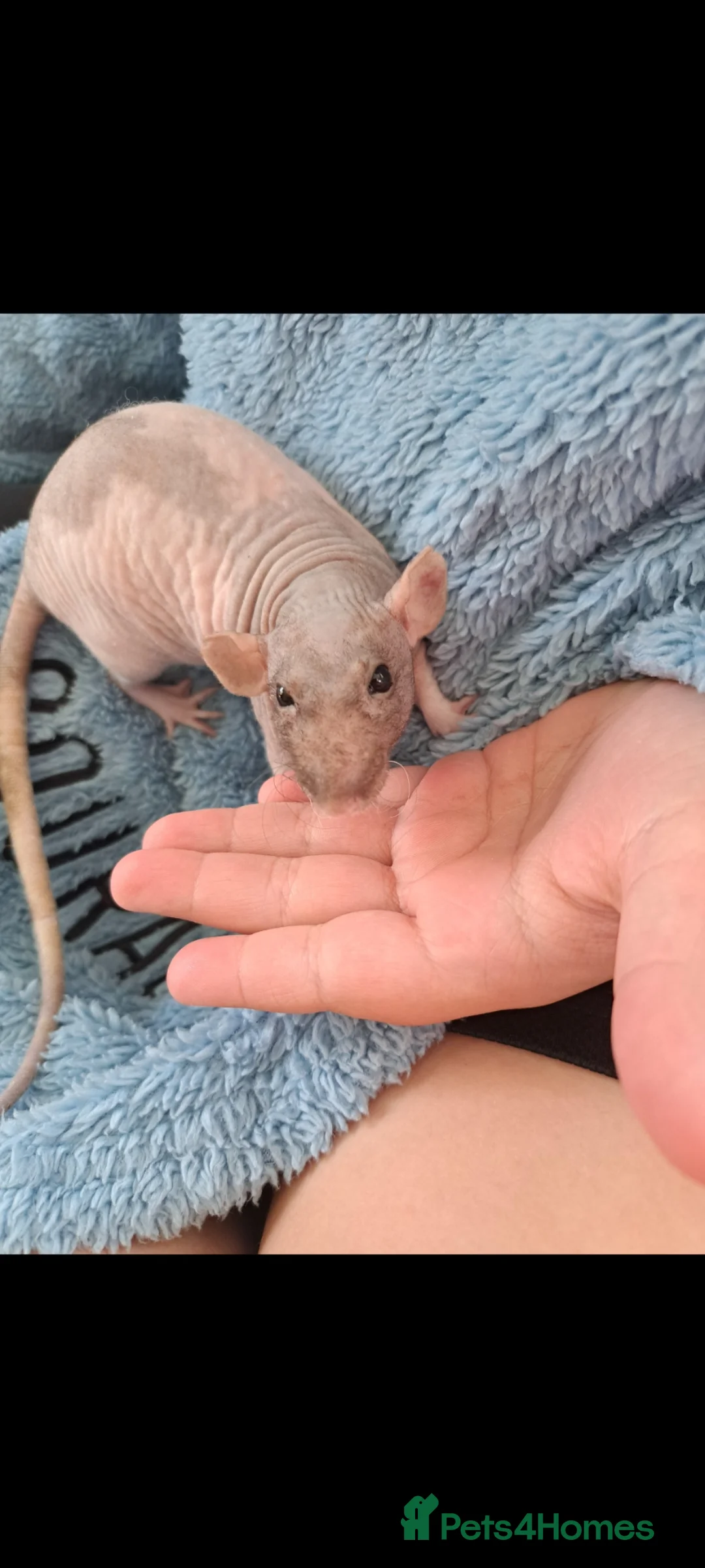 Rat rodents for sale: Bald fancy rats - Advert 1