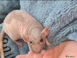 Rat rodents Bald fancy rats - Advert 6