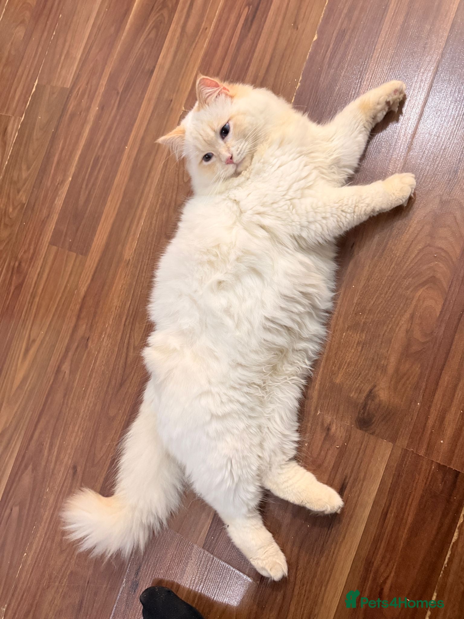 Ragdoll cats GCCF & TICA Registered Flame point Ragdoll Stud - Advert 2