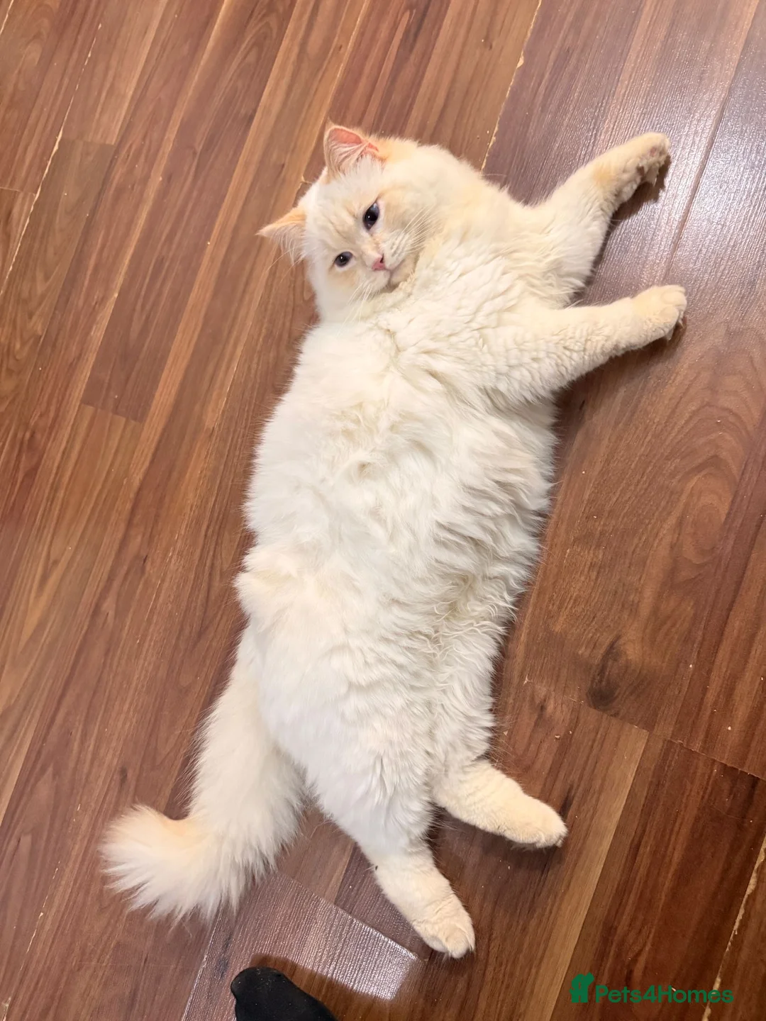 Ragdoll cats for stud: GCCF & TICA Registered Flame point Ragdoll Stud - Advert 1