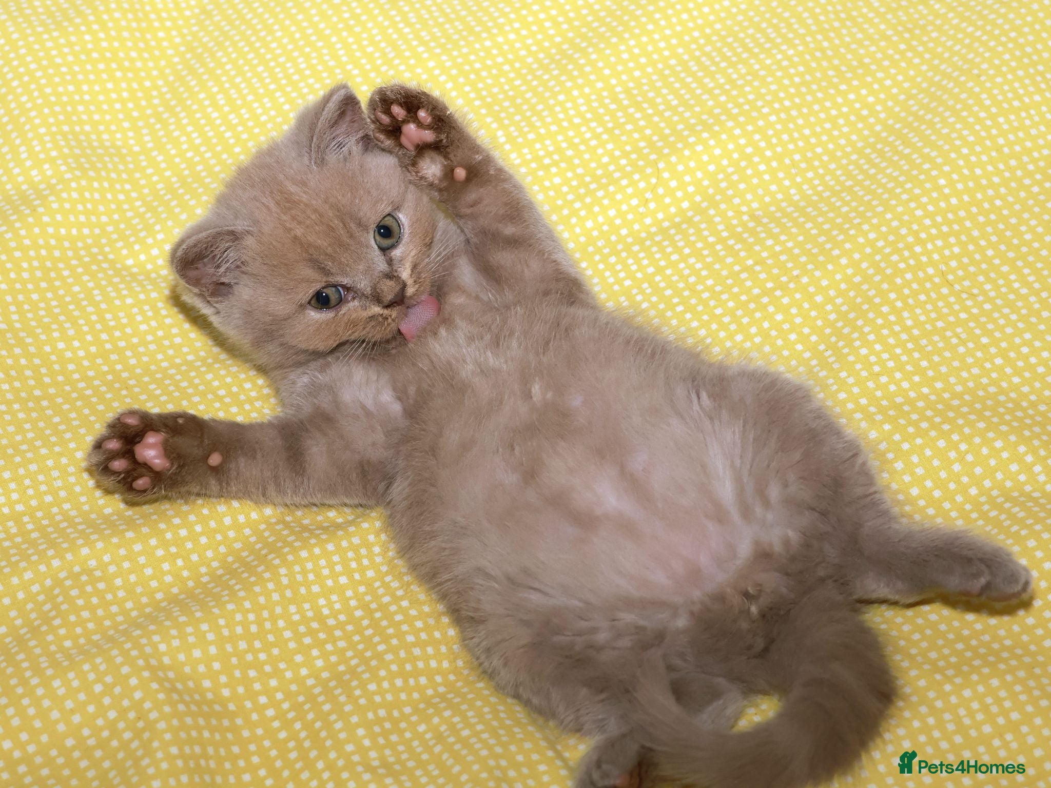 British Shorthair cats Stunning TICA Registered Lilac Boy - Advert 2