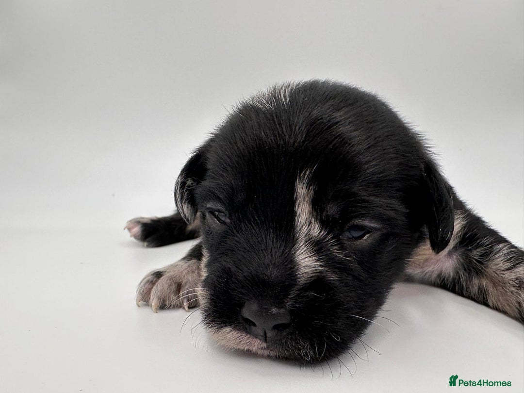 Mixed Breed dogs for sale: Floodle  - Image 19