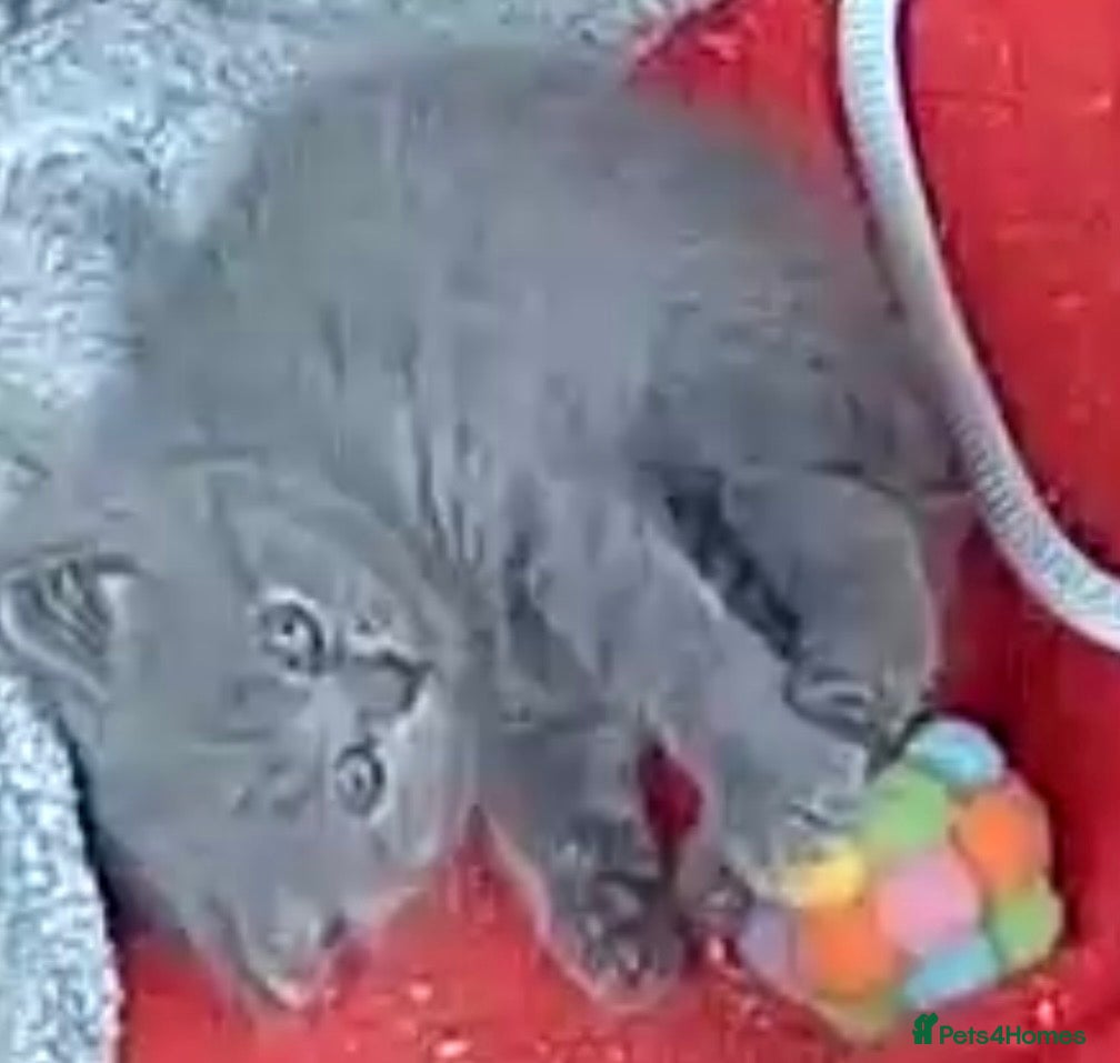 British Shorthair cats   🩷1 LEFT STUNNING PUREBRED BSH £500 GIRL🩷 - Advert 11