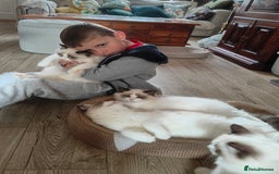 Ragdoll cats for sale:  READY NOW GCCF  REG. EUROPEAN  LINE BOYS   - Image 18