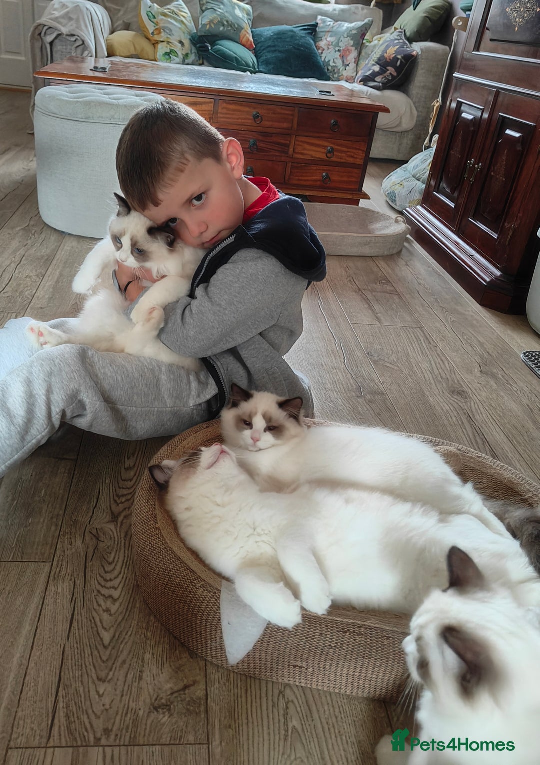 Ragdoll cats for sale:  READY NOW GCCF  REG. EUROPEAN  LINE BOYS   - Image 18