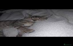 Domestic Shorthair cats for sale: 2 Beautiful boys need rehoming - Image 3