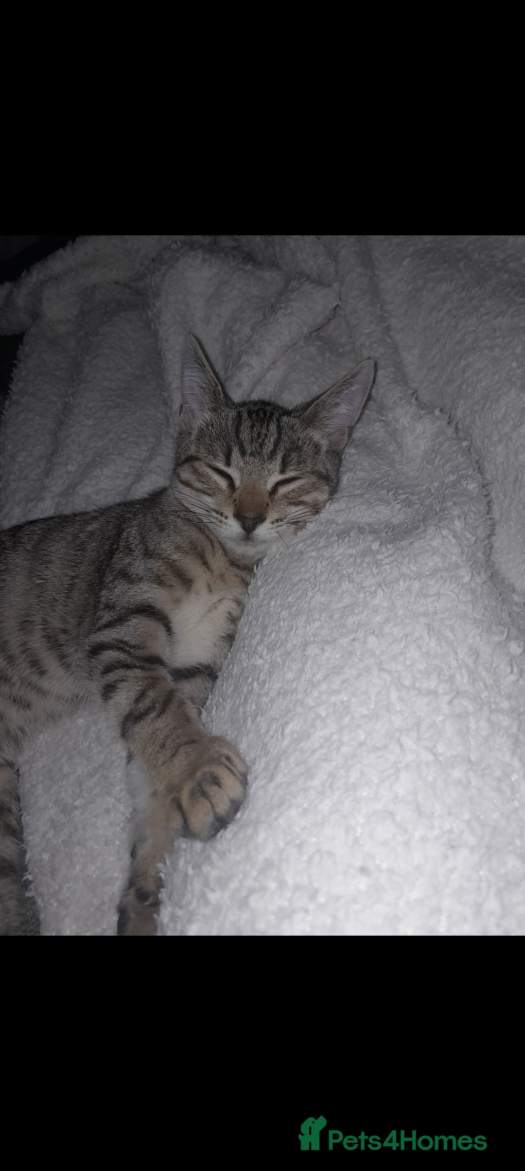 Domestic Shorthair cats for sale: 2 Beautiful boys need rehoming - Image 3