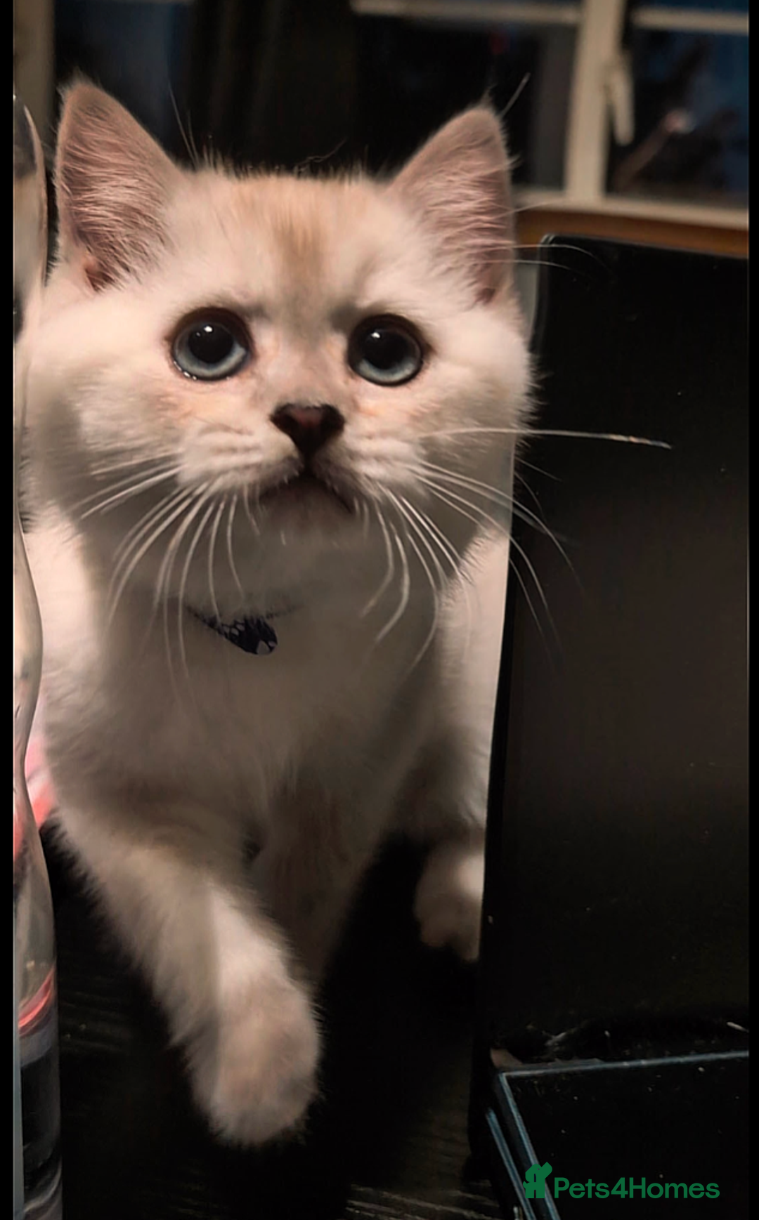 British Shorthair cats for sale: 💙❤️COLORPOINT 🐾BSH 🏆GCCF & TICA reg - Image 17