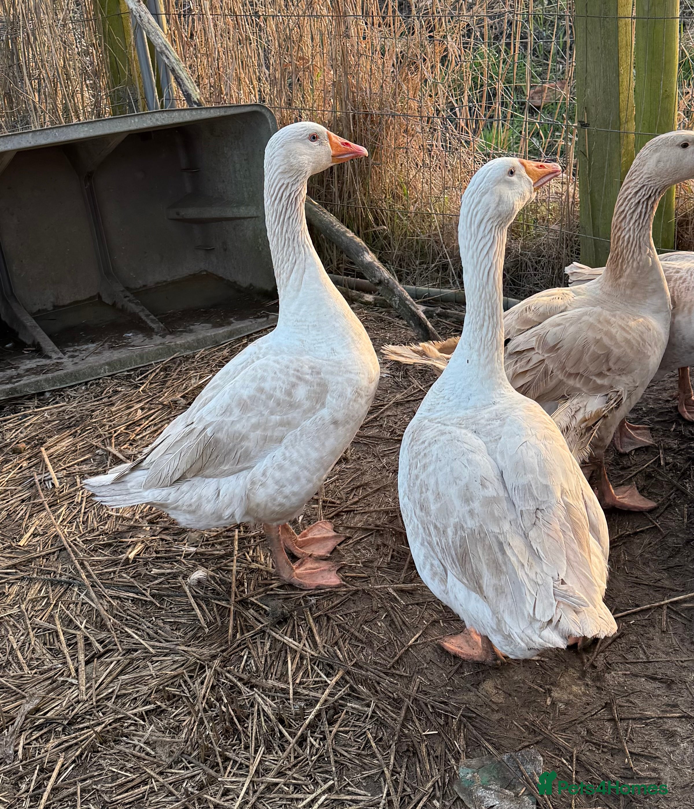 Geese poultry 2 embden geese  - Advert 6