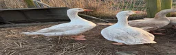 Geese poultry for sale: 2 embden geese  - Advert 1