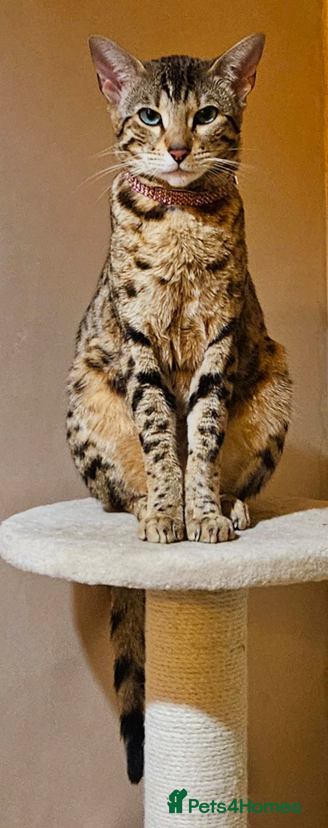 Bengal cats for sale: Bengal kittens  - Advert 23