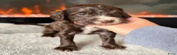 Cocker Spaniel dogs for sale: 🤍 Cocker spaniel puppies 🤍 - Advert 6