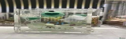 Spiders invertebrates for sale: Apalachicola Jumping spider  - Advert 7