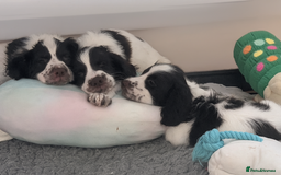 English Springer Spaniel dogs for sale: English Springer puppy *READY NOW* - Image 3
