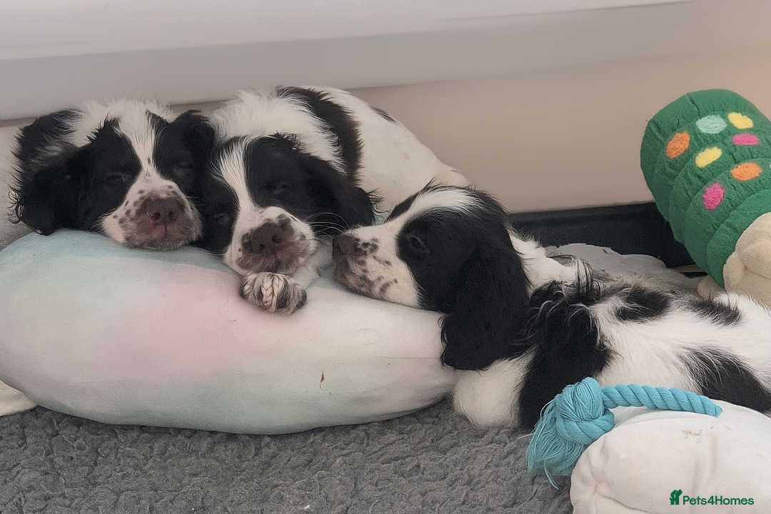 English Springer Spaniel dogs for sale: English Springer puppy *READY NOW* - Image 3