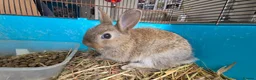 Netherland Dwarf rabbits for sale: Netherland Dwarf Rabbits  in Aldershot - Advert 5