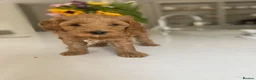 Australian Labradoodle dogs for sale: Australian labradoodles - Advert 21
