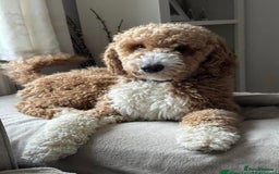 Goldendoodle dogs for sale: Goldendoodle Double Doodle pups for sale - Image 3
