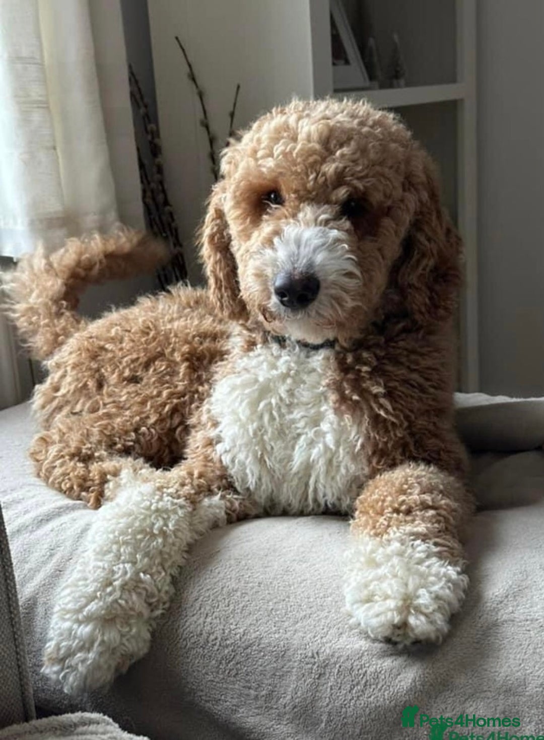 Goldendoodle dogs for sale: Goldendoodle Double Doodle pups for sale - Image 3