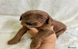 Goldendoodle dogs for sale: Outstanding Quality health tested Goldendoodles  - Image 12