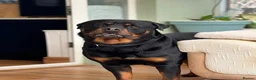 Rottweiler dogs for stud: 6 year old proven male for stud.  in Abergavenny - Advert 5
