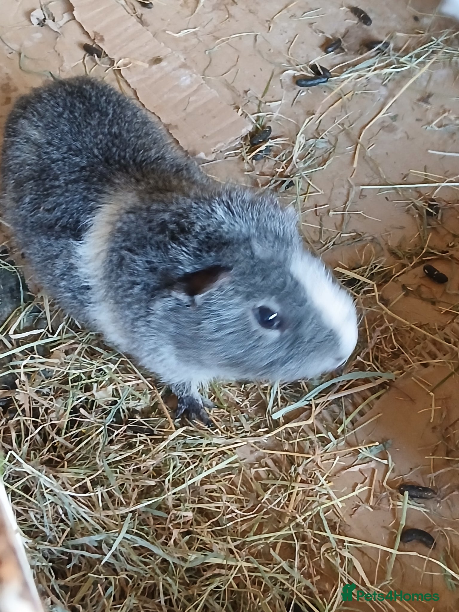 Guinea Pig rodents Bonded Boar Guinea Pigs for sale - Advert 2