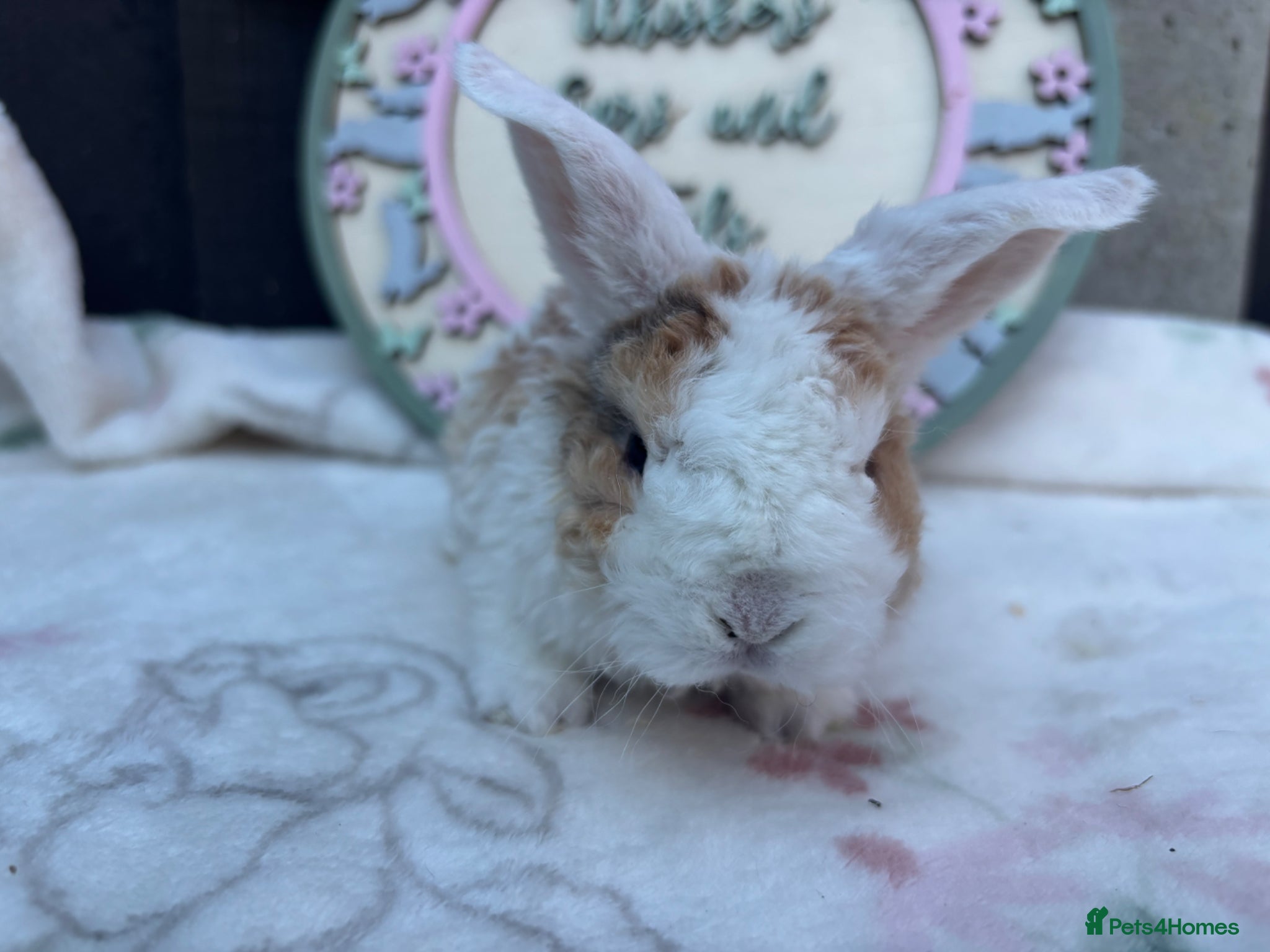 Mini Lop rabbits Mini Plush Lop and Plush Carrier litters - Advert 21