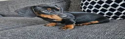 Miniature Dachshund dogs for sale: Miniture Dachshund female in Belper - Advert 6