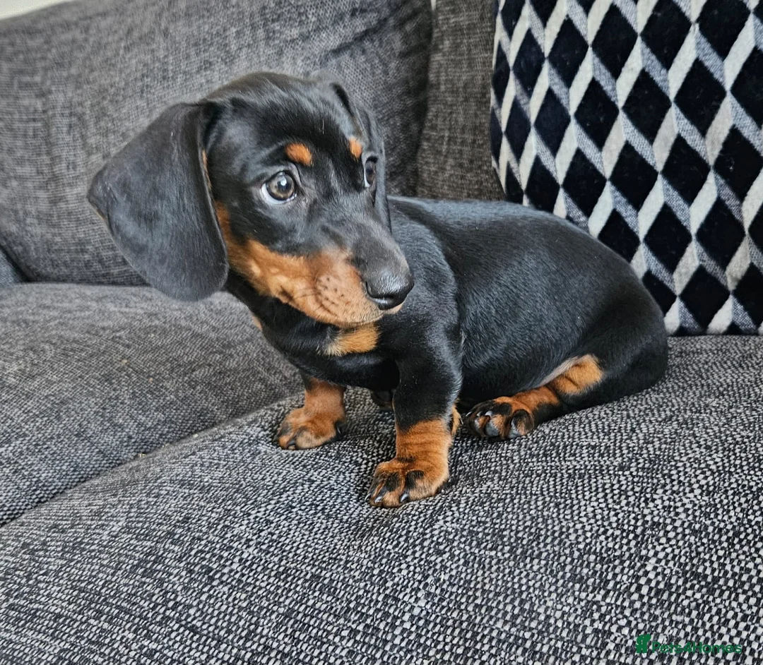 Miniature Dachshund dogs for sale: Miniture Dachshund female in Belper - Advert 6