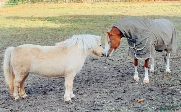 Shetland pony horses - Advert 1